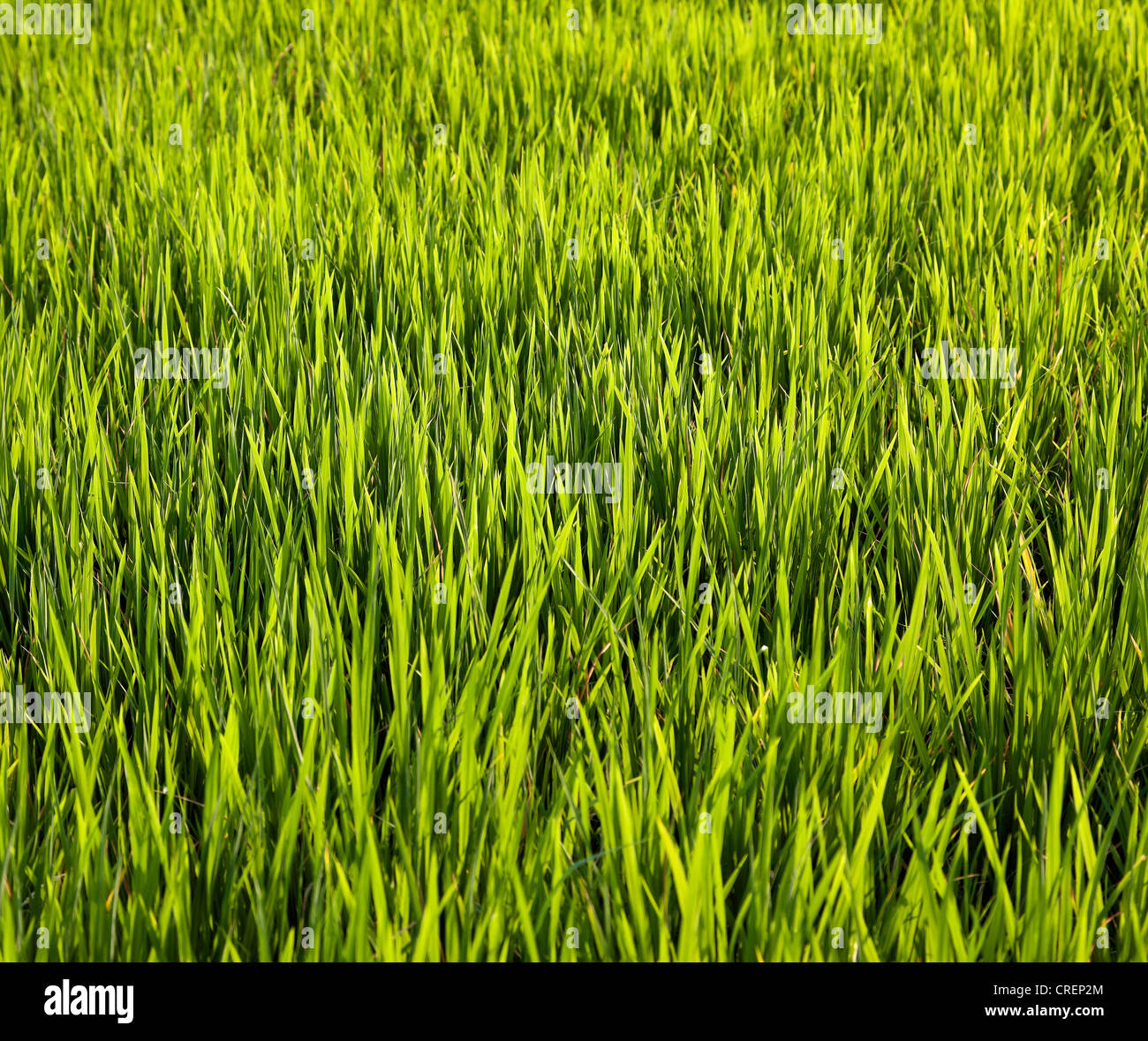 Campo di riso, Bali, Indonesia, Asia sud-orientale, Asia Foto Stock