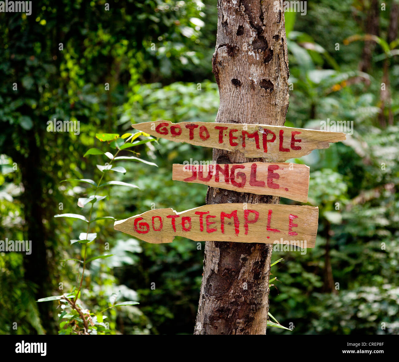 Segni in una foresta, Bali, Indonesia, Asia sud-orientale, Asia Foto Stock