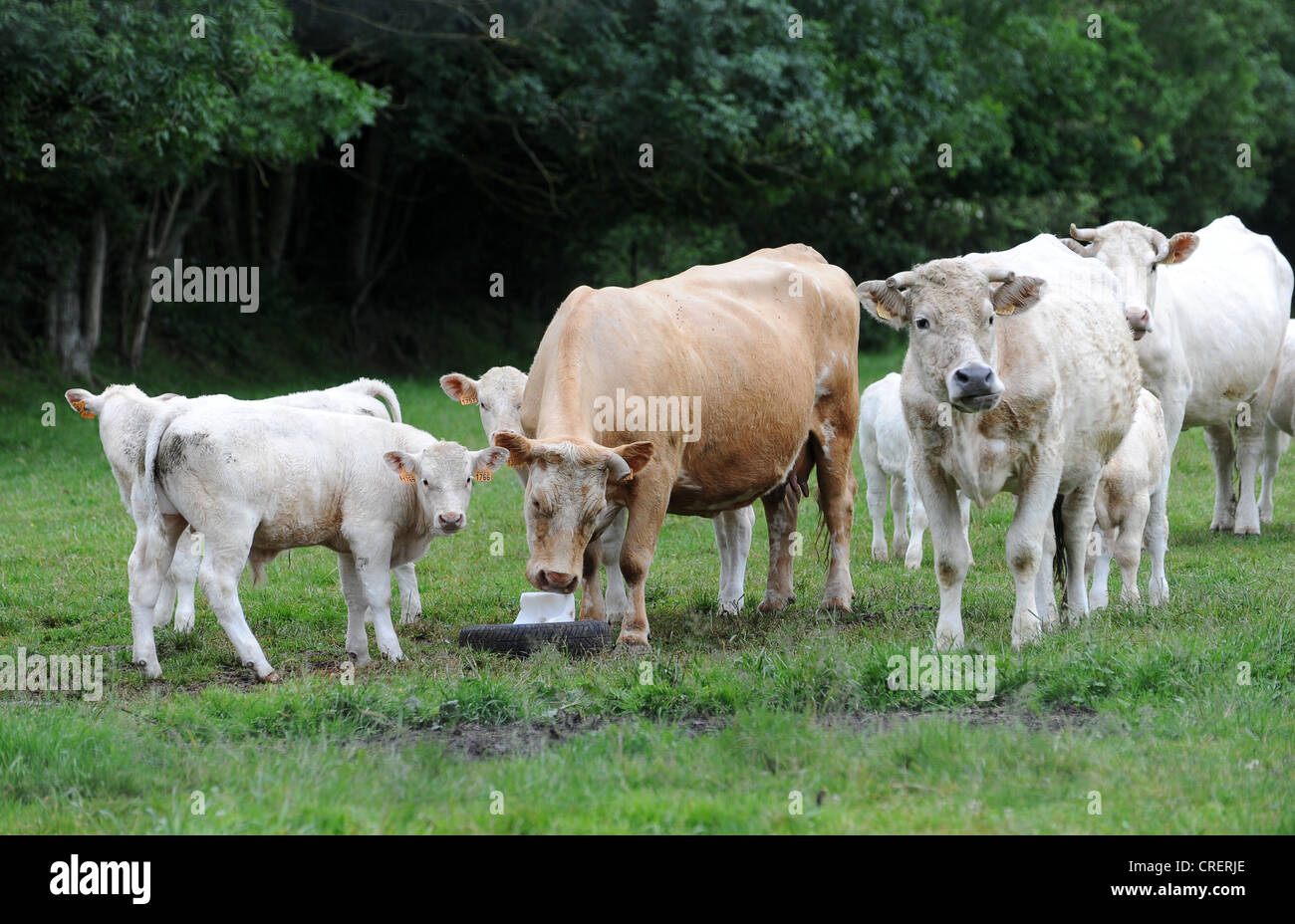 Charolais bovini leccare il blocco di calcio in Bretagna Francia Foto Stock