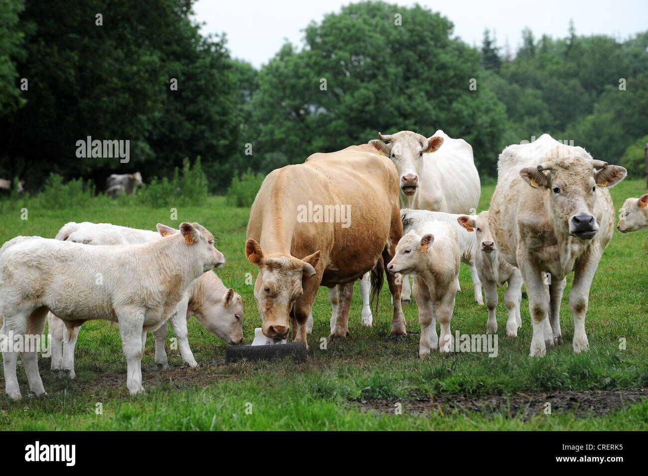 Charolais bovini leccare il blocco di calcio in Bretagna Francia Foto Stock