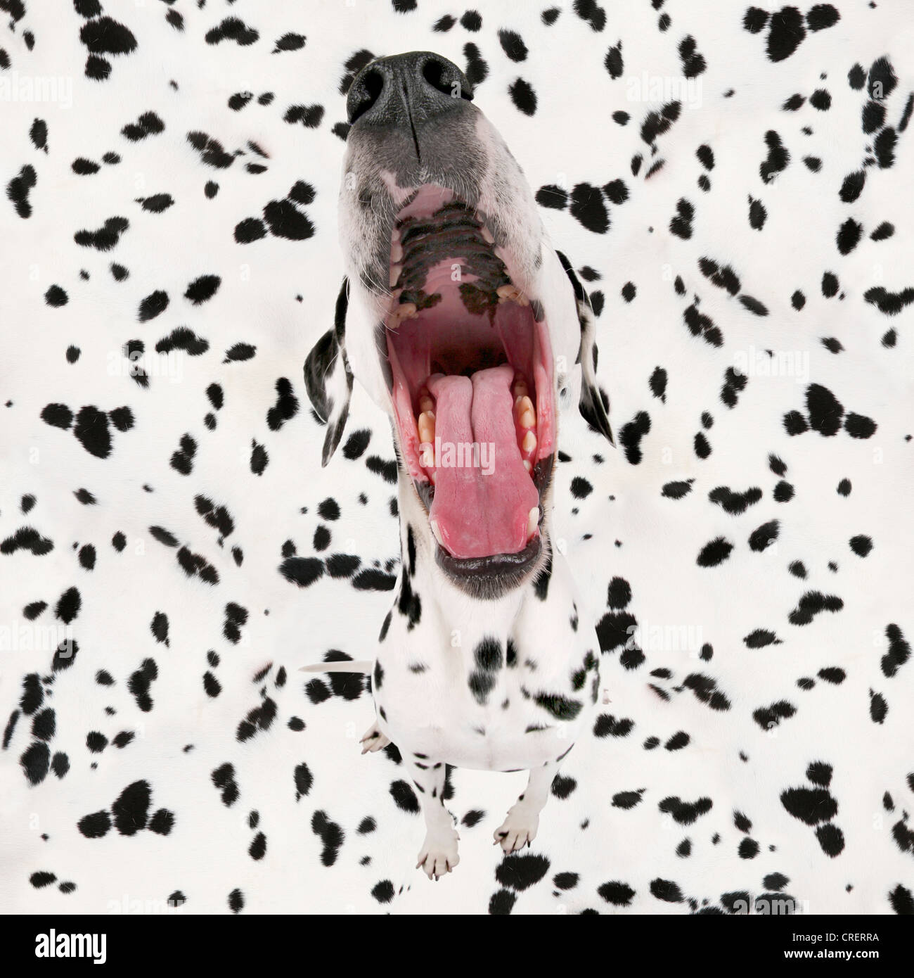 Dalmazia (Canis lupus f. familiaris), Dalmatiner nella parte anteriore del pattern Dalmatiner getting crazy Foto Stock