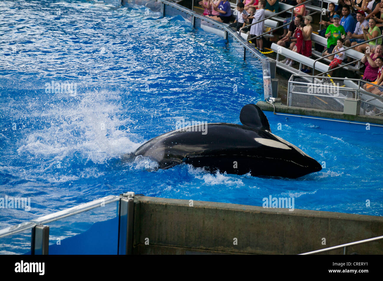 Killer Whale visualizzare presso il Sea World Adventure Park, Orlando, Florida, Stati Uniti d'America. Foto Stock