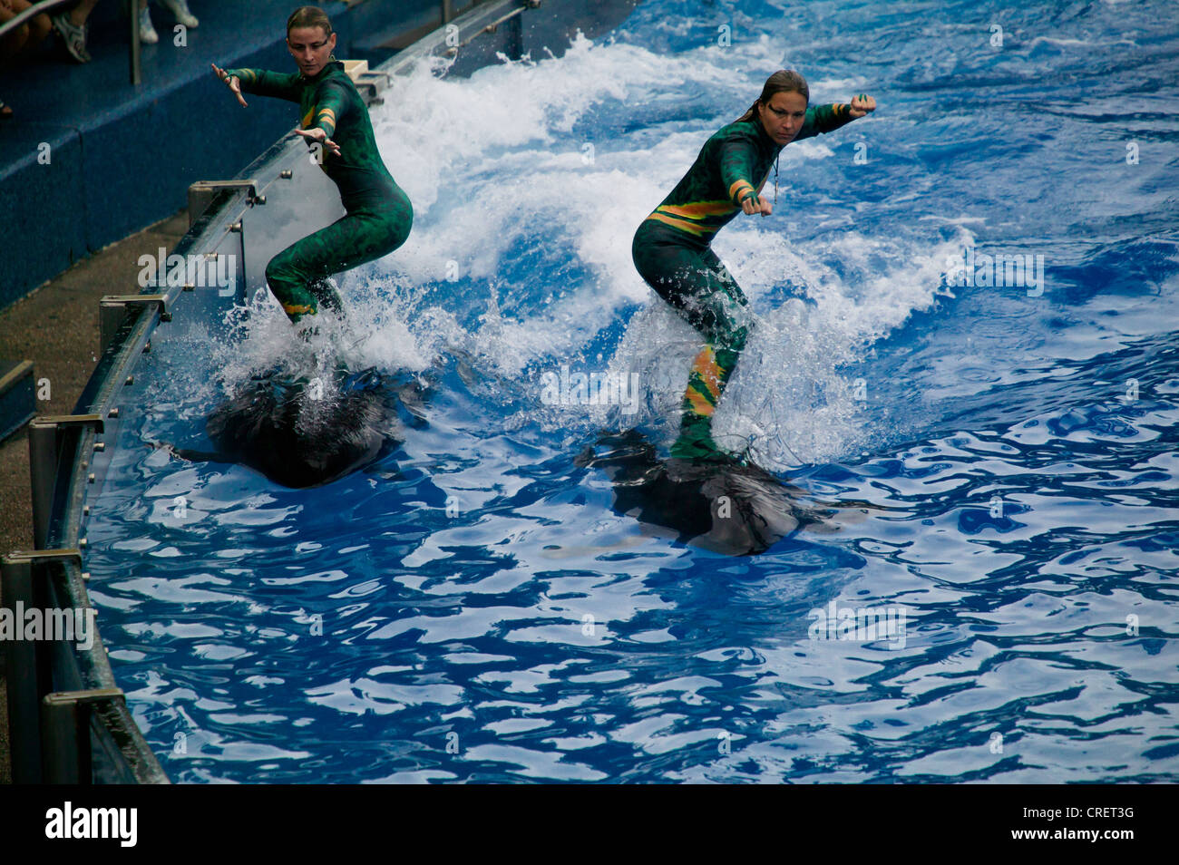Visualizzazione dei delfini presso il Sea World Adventure Park, Orlando, Florida, Stati Uniti d'America. Foto Stock