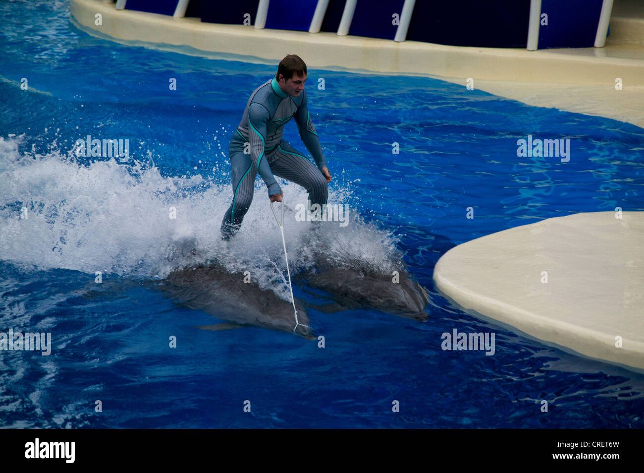 Visualizzazione dei delfini presso il Sea World Adventure Park, Orlando, Florida, Stati Uniti d'America Foto Stock