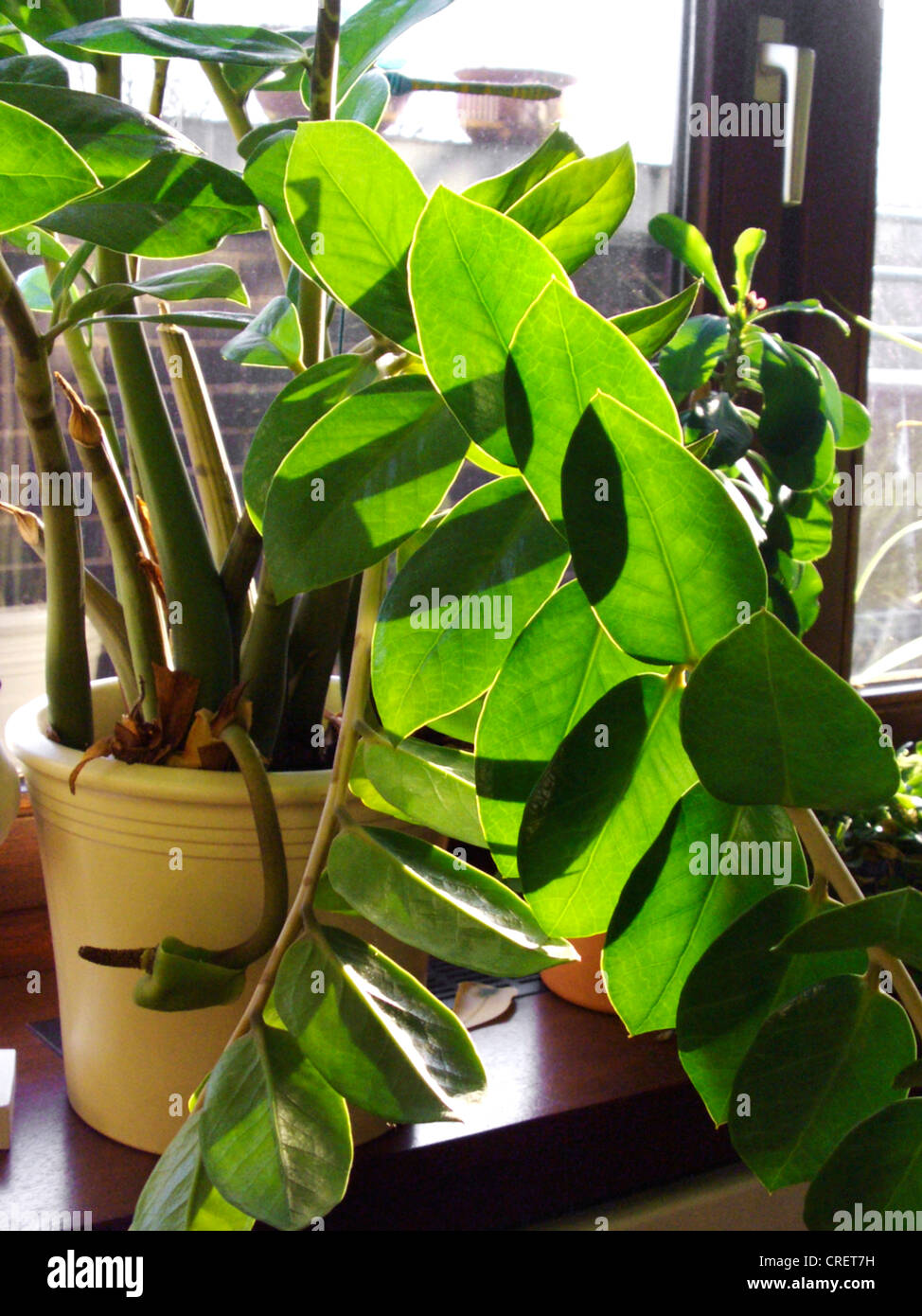 Aroid Palm, felce Palm, succulenti Philodendron, Golden Tree, Zanzibar gemma (Zamioculcas zamiifolia), pianta in vaso in controluce su un davanzale Foto Stock