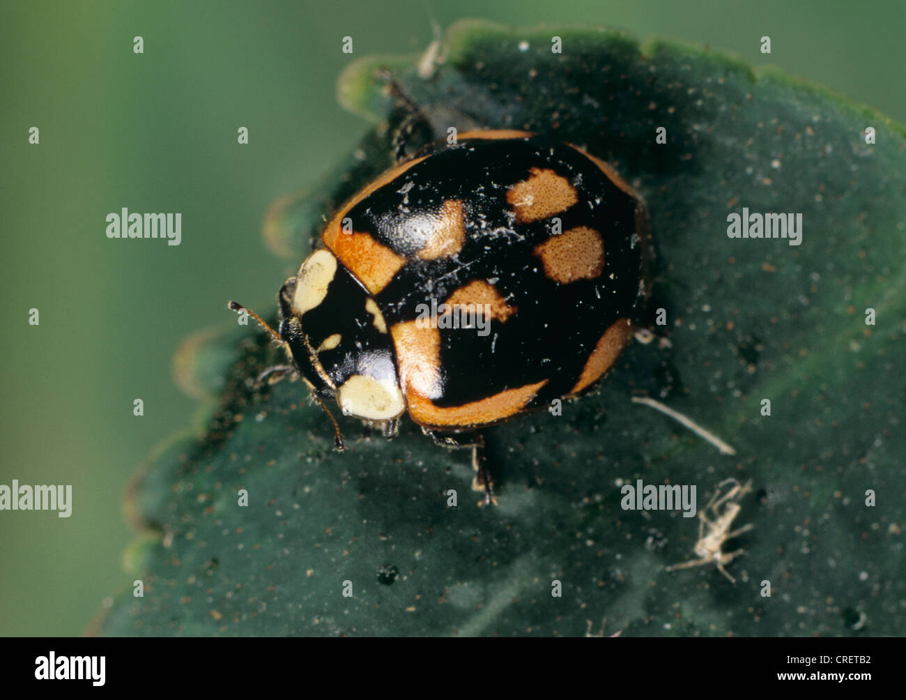Un colore variante del due-spot ladybird (Adalia bipunctata) Foto Stock