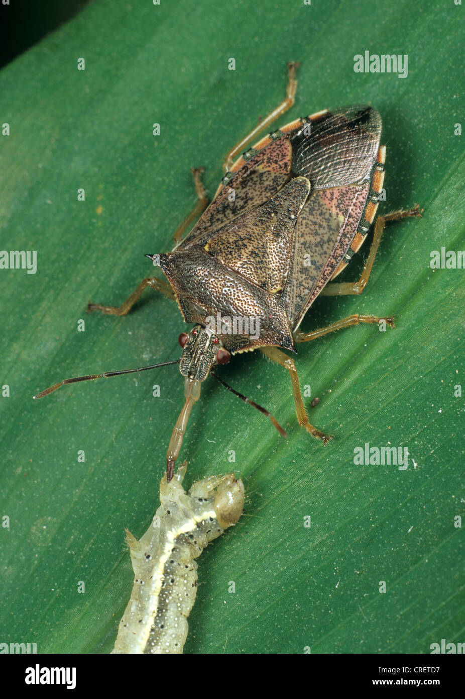 Spined soldier bug (Podisus maculiventris) alimentazione su un pomodoro moth caterpillar Foto Stock