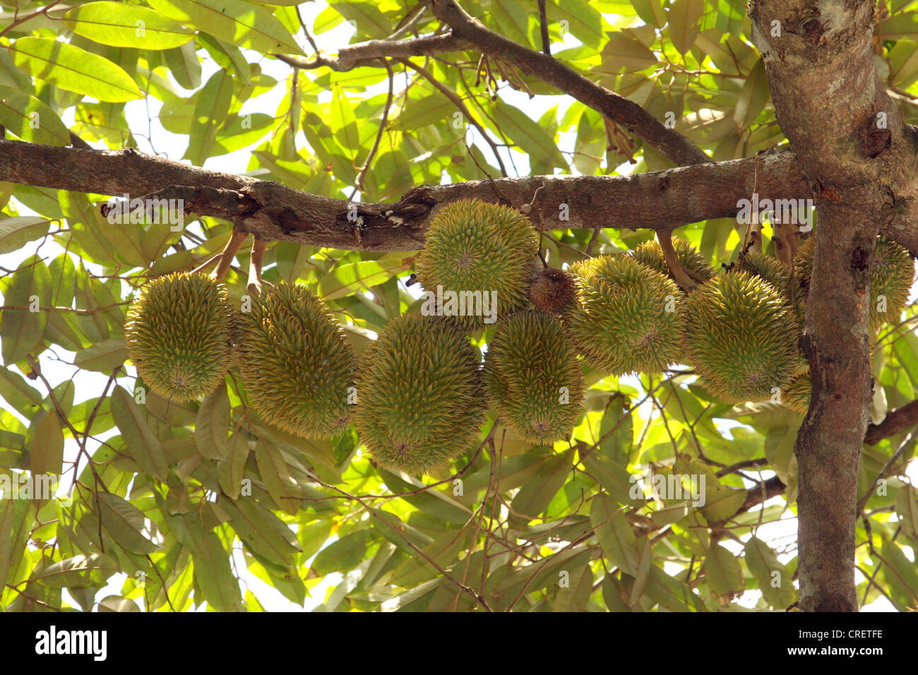 Durian (Durio zibethinus), Durian- oder Zibetbaumes, Thailandia Phuket Foto Stock