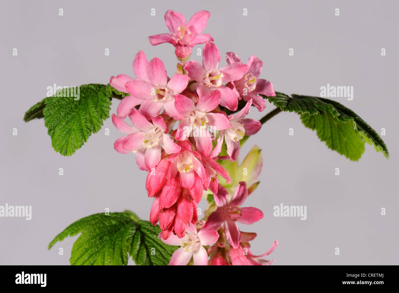 Fioritura di ribes (Ribes sanguineum) fiori contro il gruppo di studio sullo sfondo bianco Foto Stock