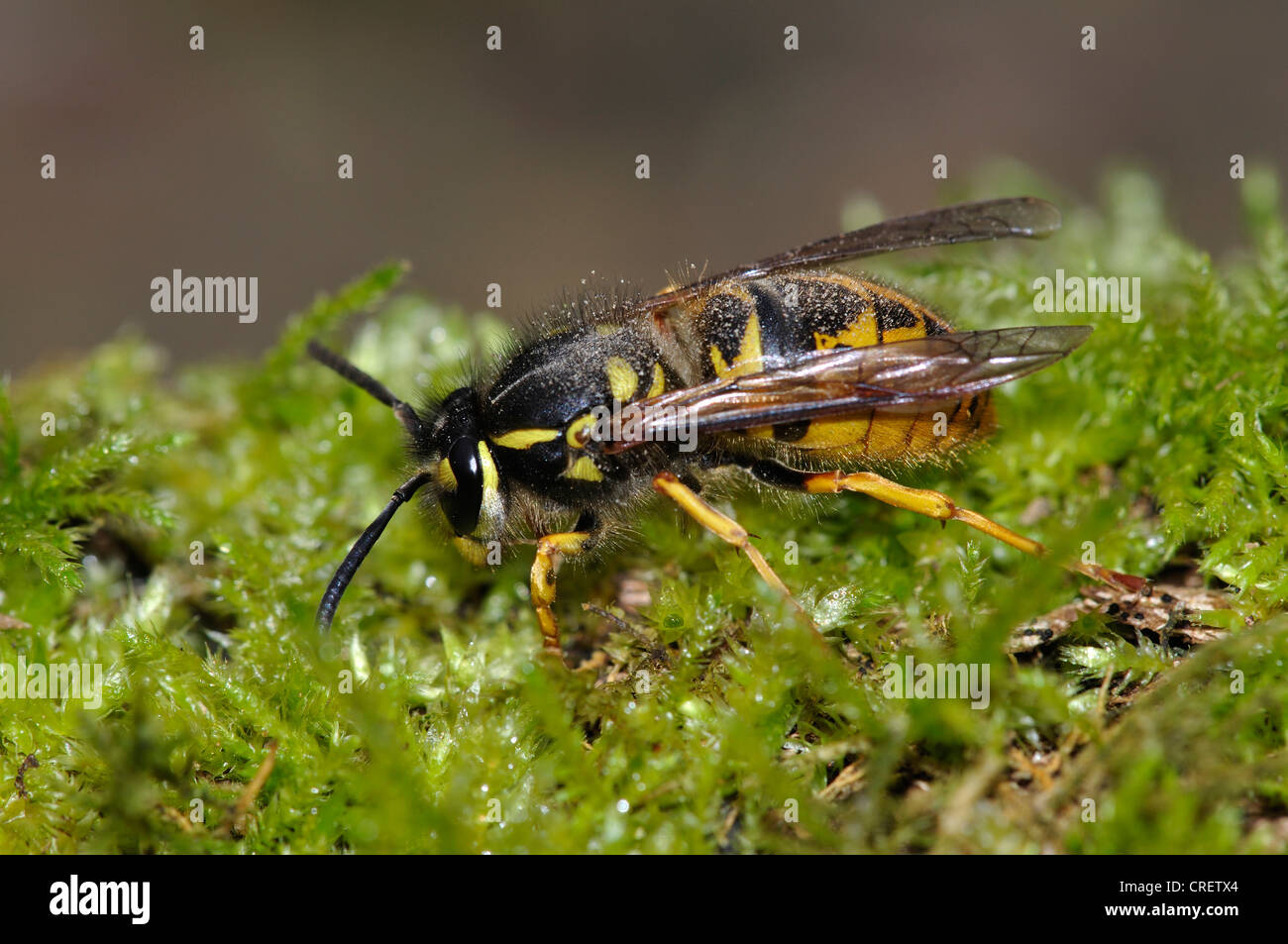 Queen wasp comune Vespidae vespula vulgaris sociale invertebrati di insetto Foto Stock