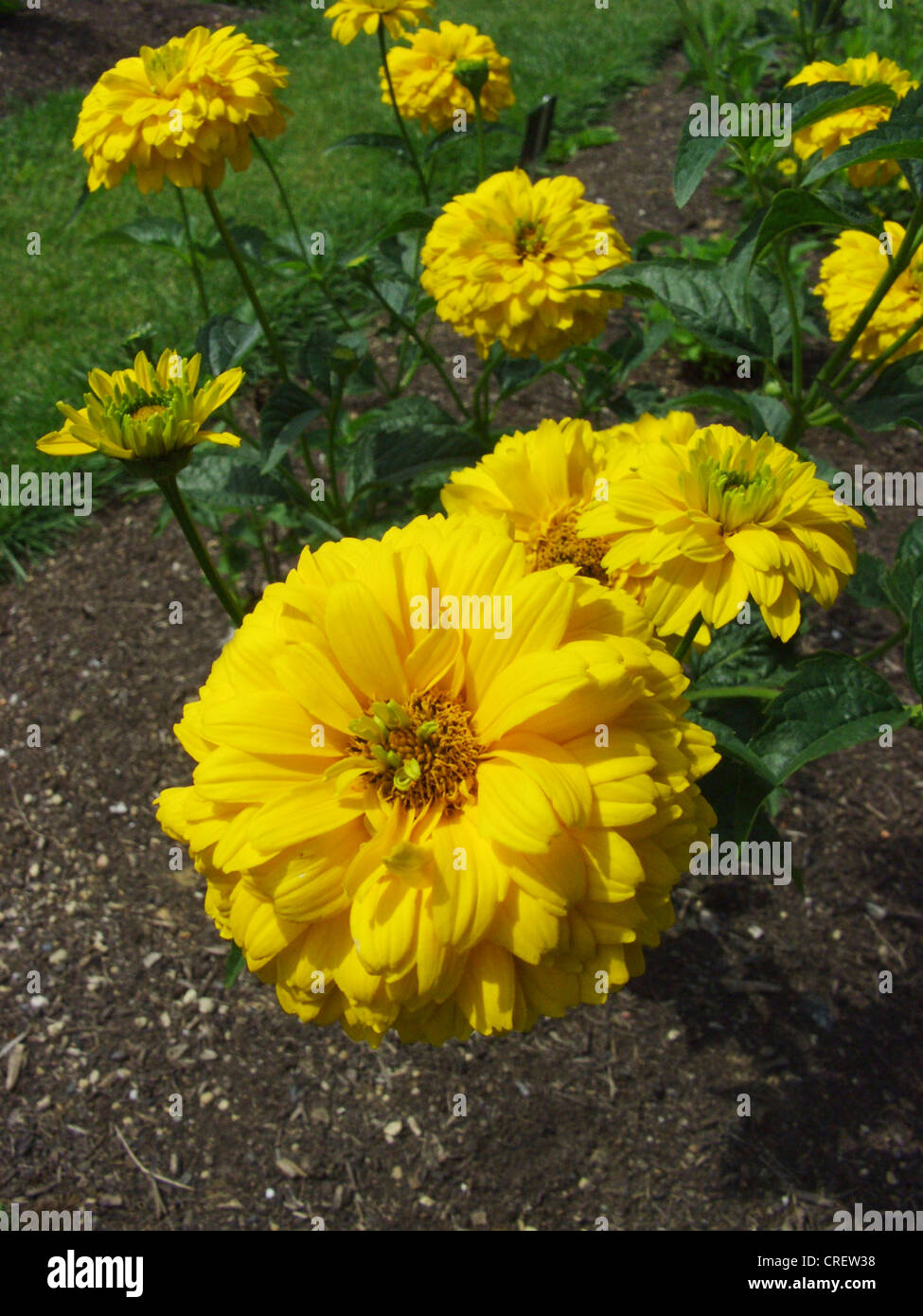 Occhio di bue (girasole Heliopsis helianthoides var. scabra, Heliopsis scabra), fioritura Foto Stock