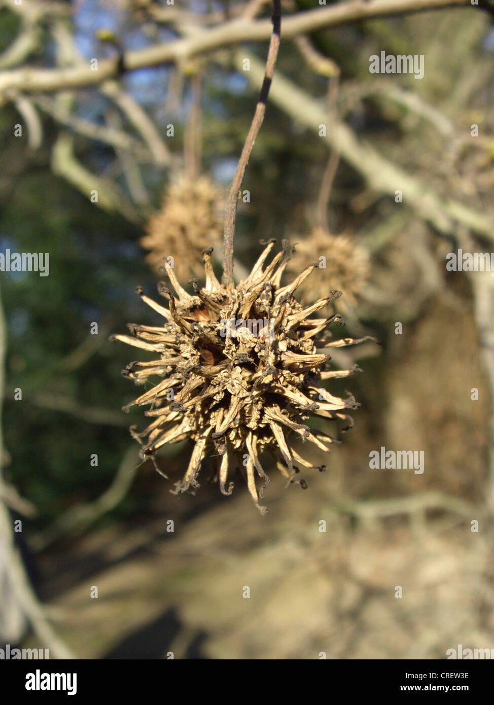 Noce satinato, dolce di gomma, gomma rossa (Liquidambar styraciflua), infructescens Foto Stock