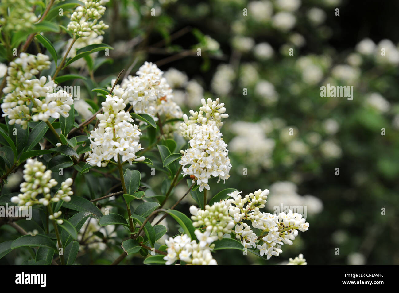 Ligustro comune Foto Stock