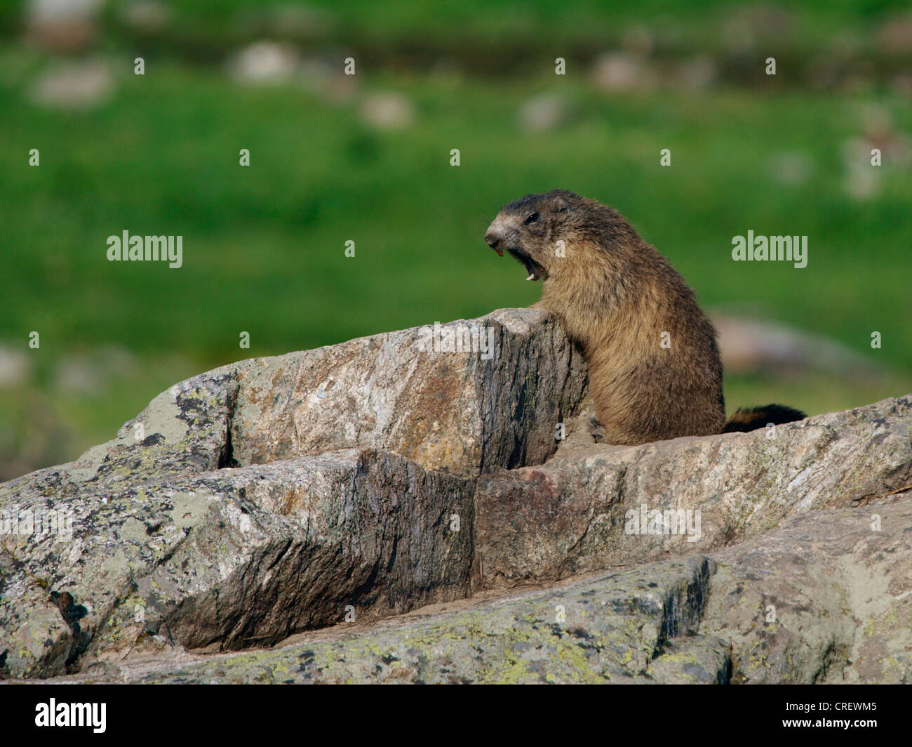 Italia la marmotta alpina marmota marmota immagini e fotografie stock ad  alta risoluzione - Alamy