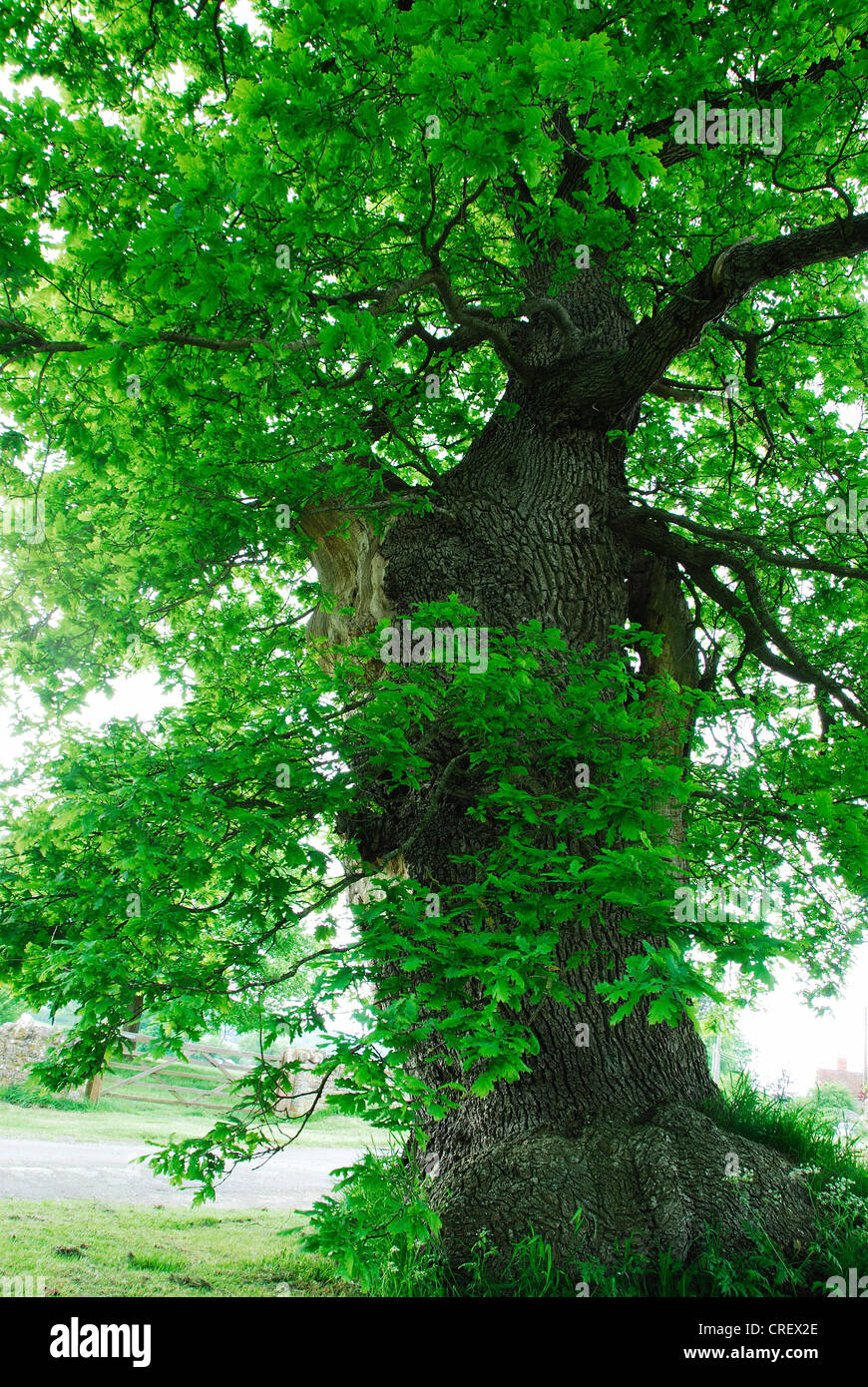 Un antico albero di quercia a Silton Dorset Regno Unito Foto Stock