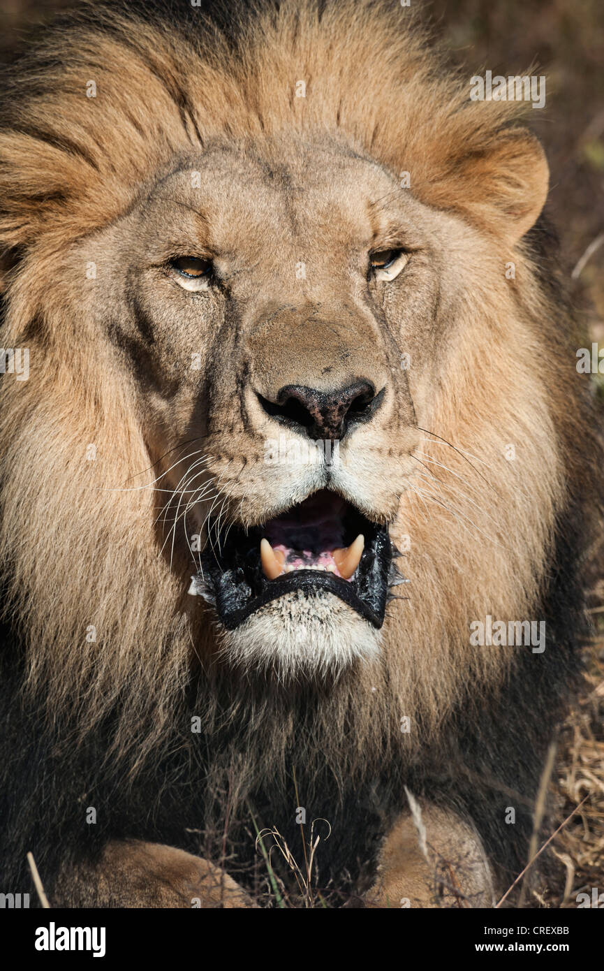 Colpo alla testa di leone con la bocca aperta Foto Stock