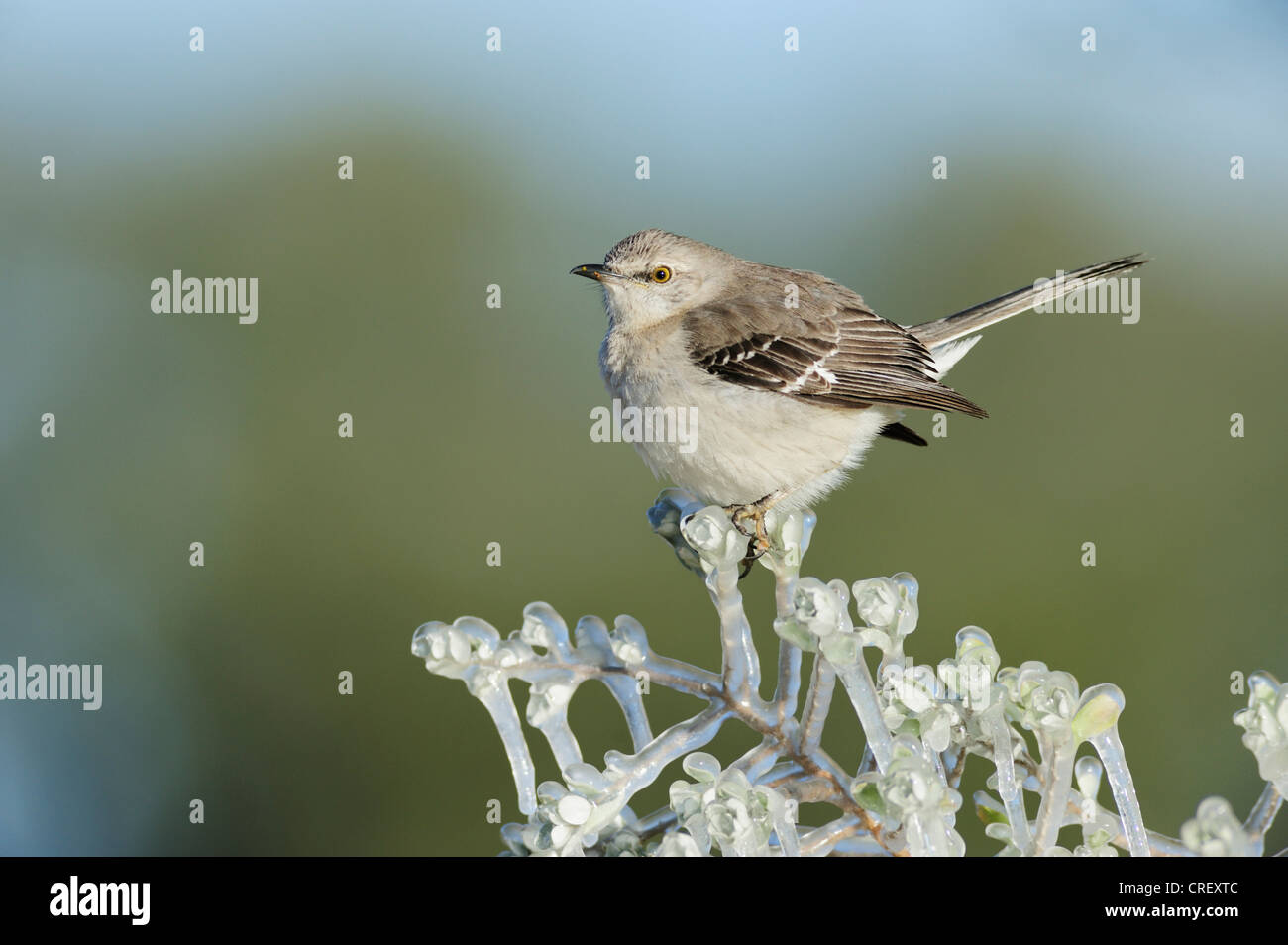 Northern Mockingbird (Mimus polyglottos), Adulto appollaiato su ghiaccio coperto branch, Dinero, Lago di Corpus Christi, South Texas, Stati Uniti d'America Foto Stock