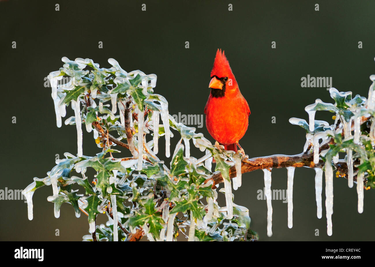 Il Cardinale settentrionale (Cardinalis cardinalis), maschio appollaiato in ghiaccio coperto bush, Dinero, Lago di Corpus Christi, South Texas, Stati Uniti d'America Foto Stock