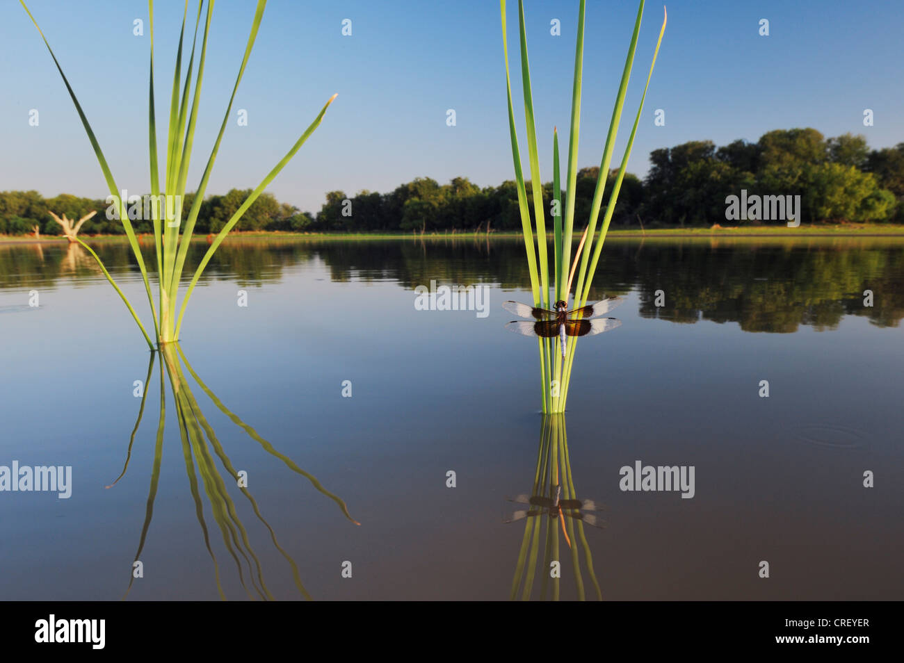 Vedova (Skimmer Libellula luctuosa), maschio arroccato su tifa, Dinero, Lago di Corpus Christi, South Texas, Stati Uniti d'America Foto Stock