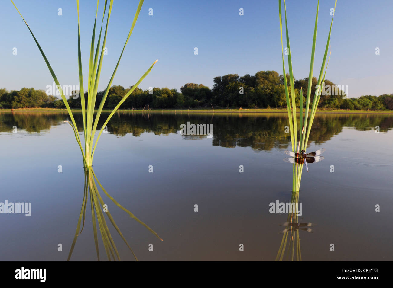 Vedova (Skimmer Libellula luctuosa), maschio arroccato su tifa, Dinero, Lago di Corpus Christi, South Texas, Stati Uniti d'America Foto Stock
