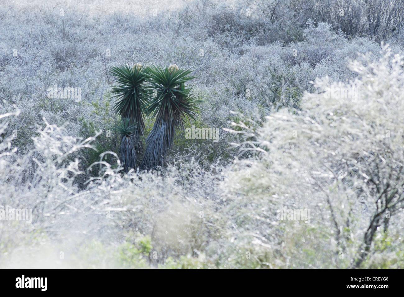 Trecul Yucca, pugnale spagnolo (Yucca treculeana), dopo la pioggia di ghiaccio, Dinero, Lago di Corpus Christi, South Texas, Stati Uniti d'America Foto Stock