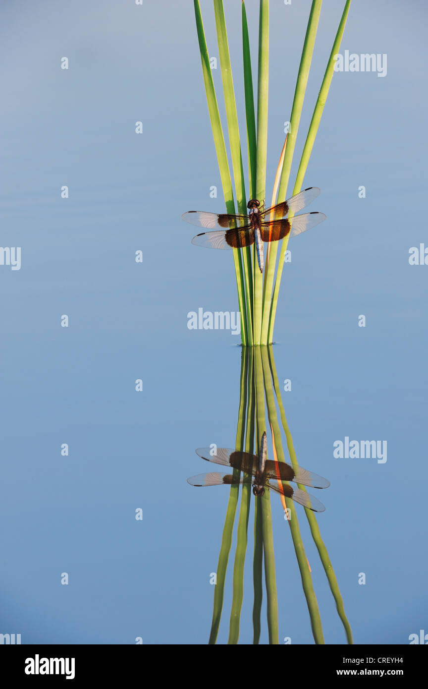 Vedova (Skimmer Libellula luctuosa), maschio arroccato su tifa, Dinero, Lago di Corpus Christi, South Texas, Stati Uniti d'America Foto Stock