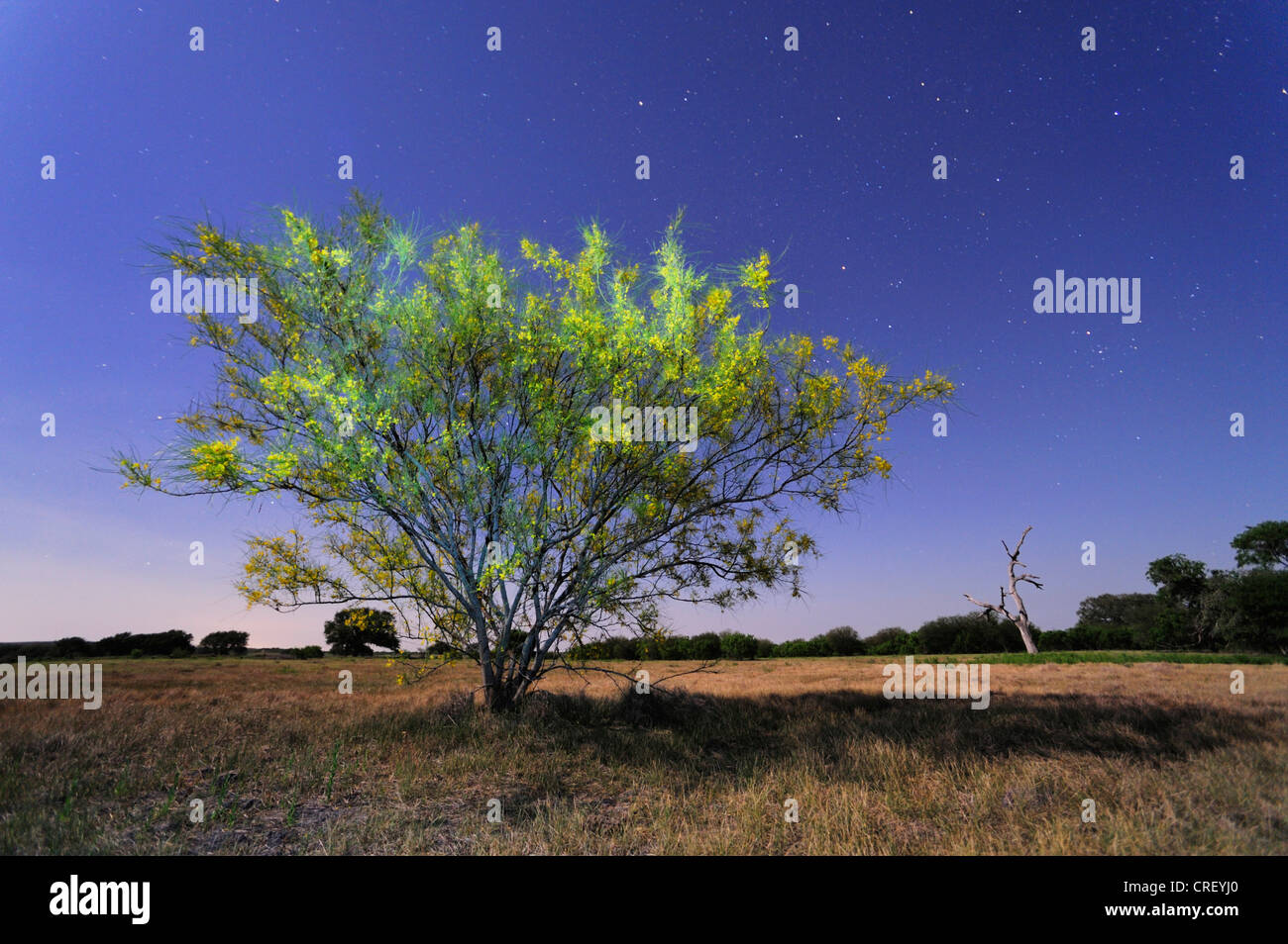 Retama, Paloverde (Parkinsonia aculeata), Bush in fiore di notte, Dinero, Lago di Corpus Christi, South Texas, Stati Uniti d'America Foto Stock