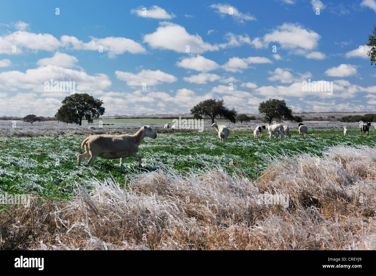 Terreni agricoli con pecora dopo la pioggia di ghiaccio, Dinero, Lago di Corpus Christi, South Texas, Stati Uniti d'America Foto Stock