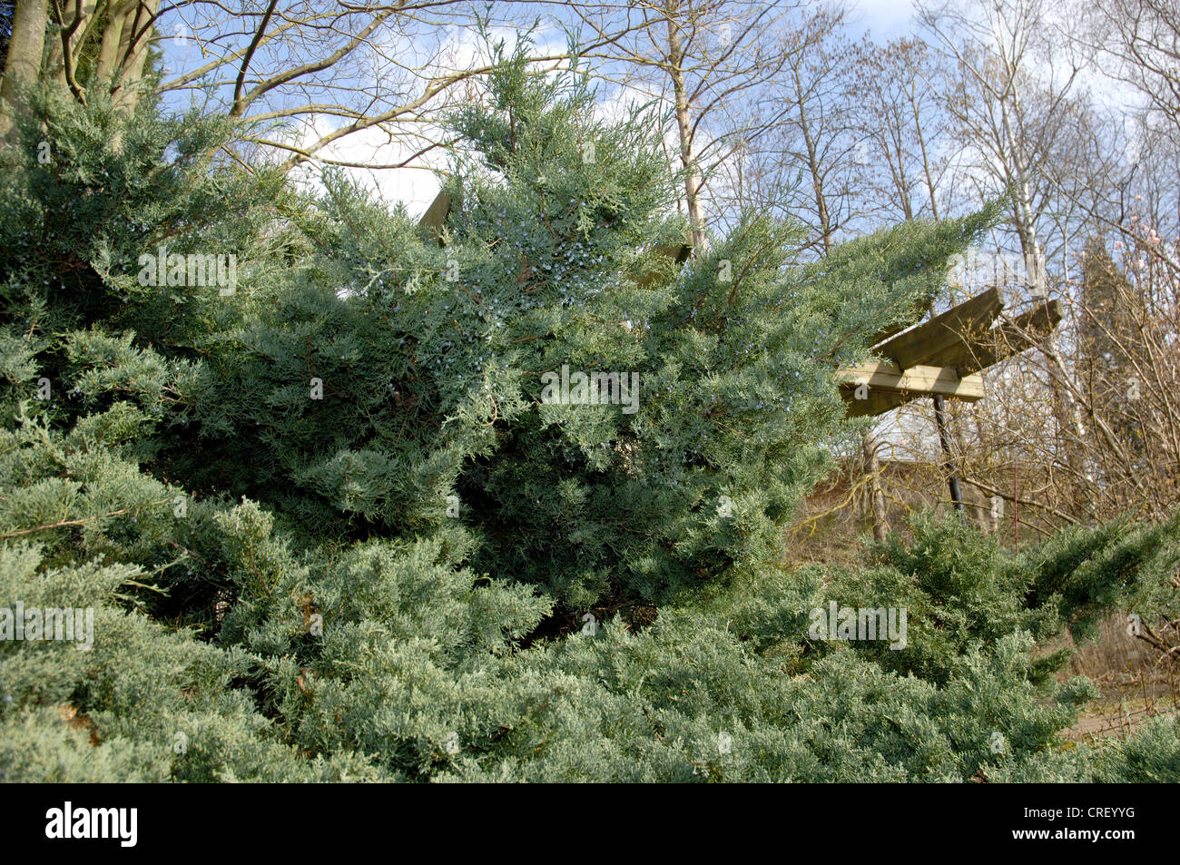 American ginepro, Eastern red cedar (Juniperus Virginiana " Grey Owl", Juniperus Virginiana Gufo grigio), arbusti ornamentali Foto Stock