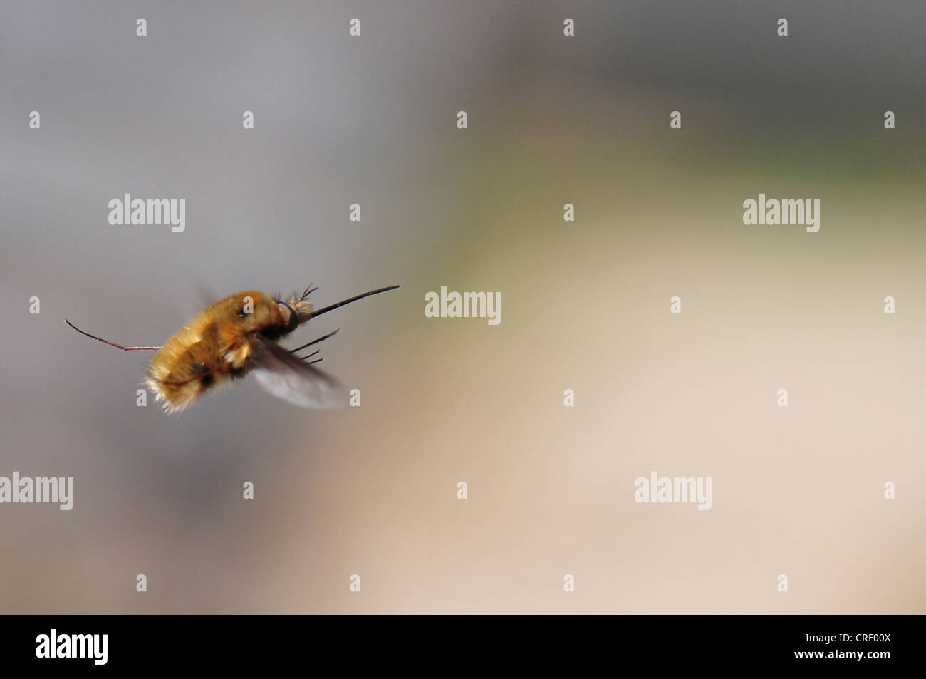 Beeflies (Bombylius major), flying Foto Stock
