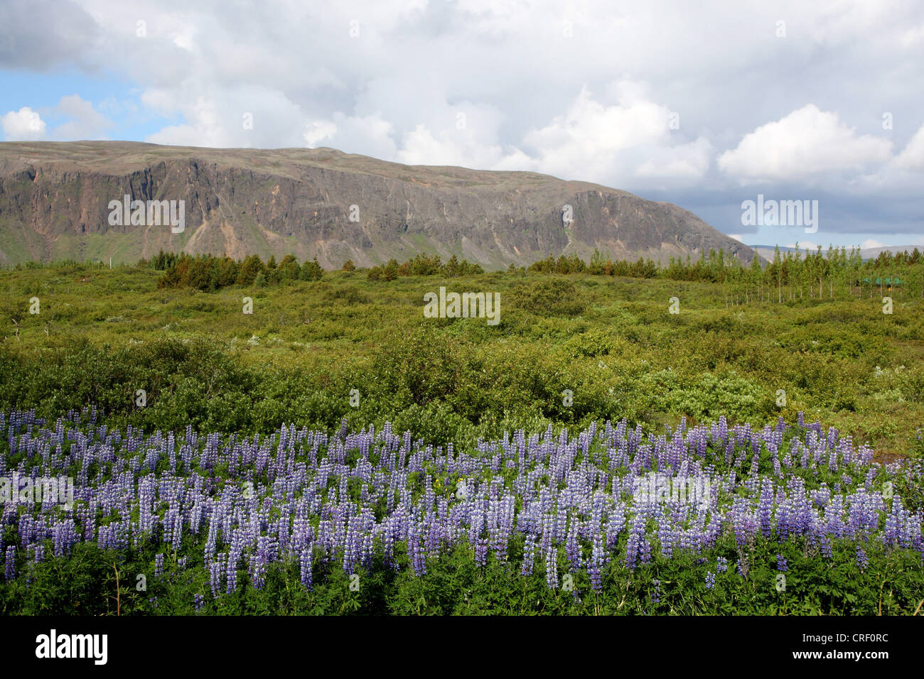 Nootka, lupino lupino Alaska (Lupinus nootkatensis), il paesaggio in Islanda, Islanda, Suedisland Foto Stock