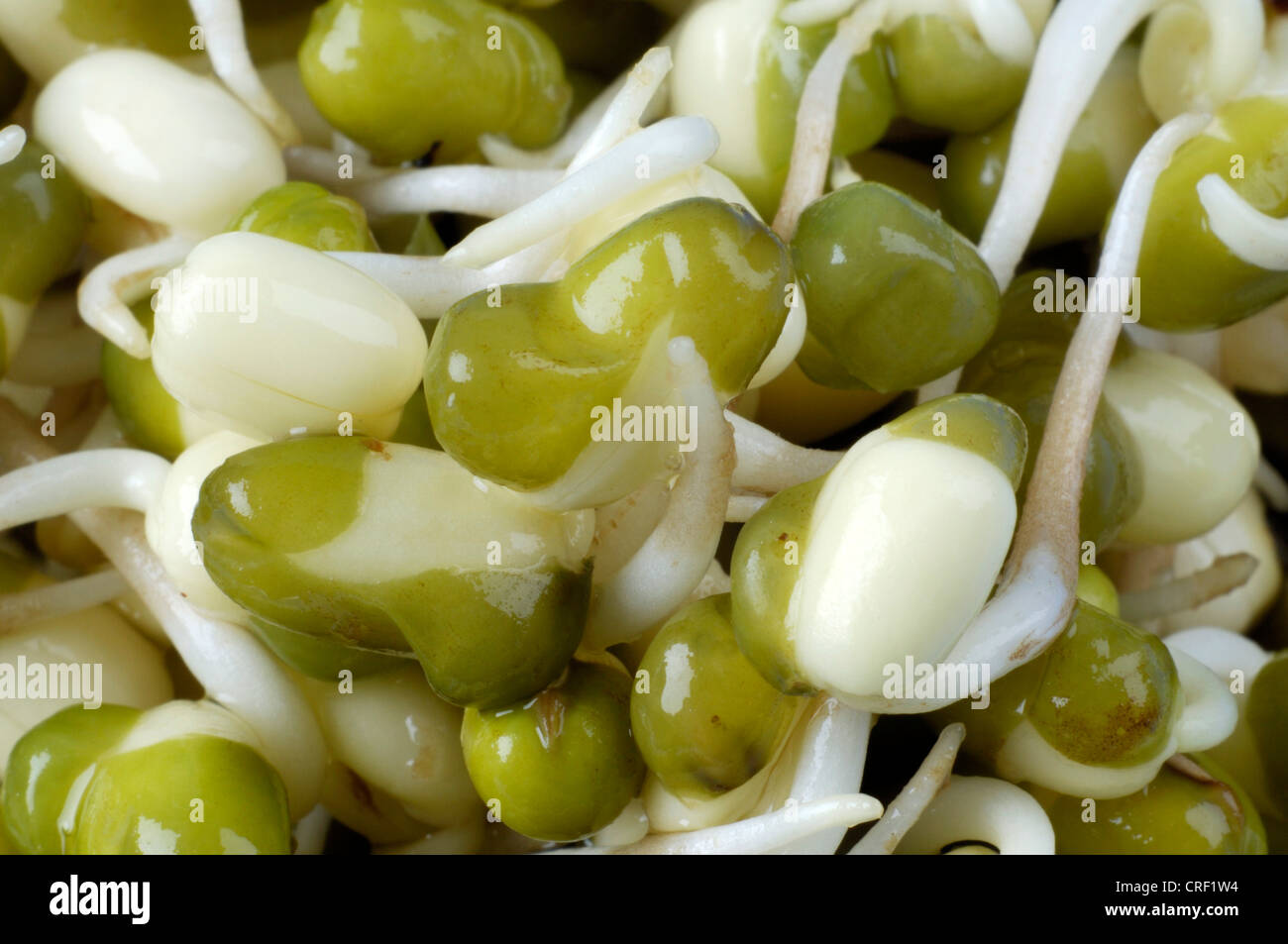 Mung Bean, Urdi chicco nero, Green Gram (Vigna mungo, Vigna radiata, Phaseolus mungo, Phaseolus radiatus), germogli Foto Stock