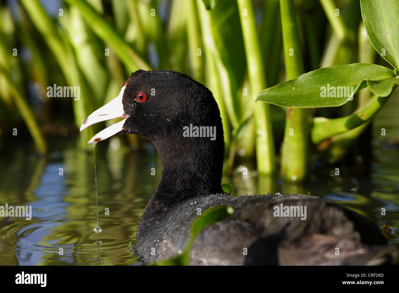 American Coot in Olandese Gap Wildlife Conservation Area a James River-Chester, Virginia Foto Stock