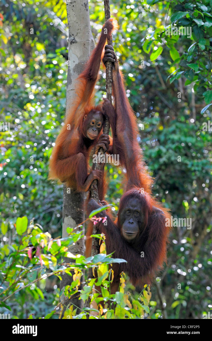 Bornean orangutan (Pongo pygmaeus pygmaeus), femmina con baby, Indonesia, Borneo, Tanjung messa Parco Nazionale Foto Stock