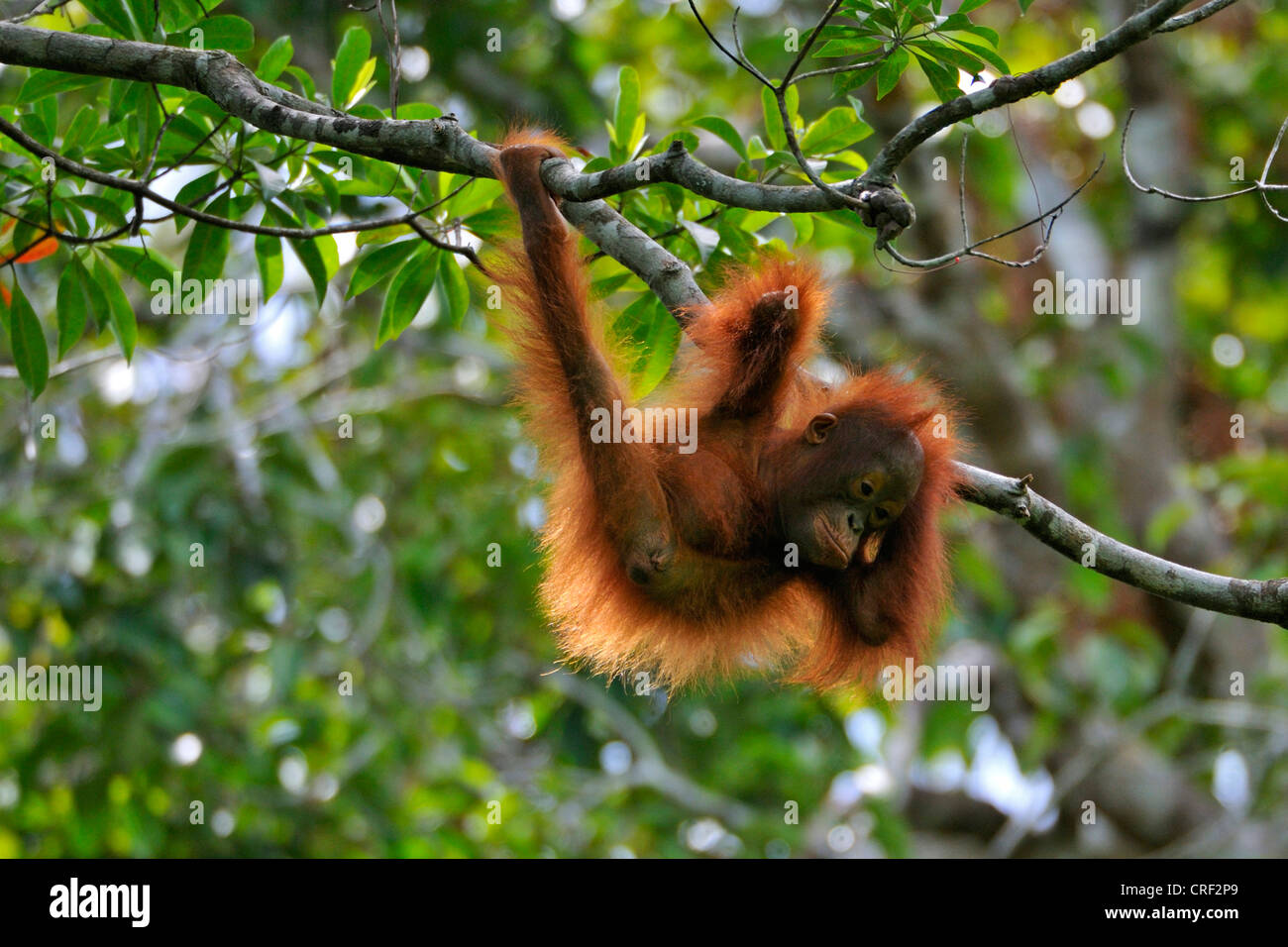 Bornean orangutan (Pongo pygmaeus pygmaeus), Baby, Indonesia, Borneo, Tanjung messa Parco Nazionale Foto Stock
