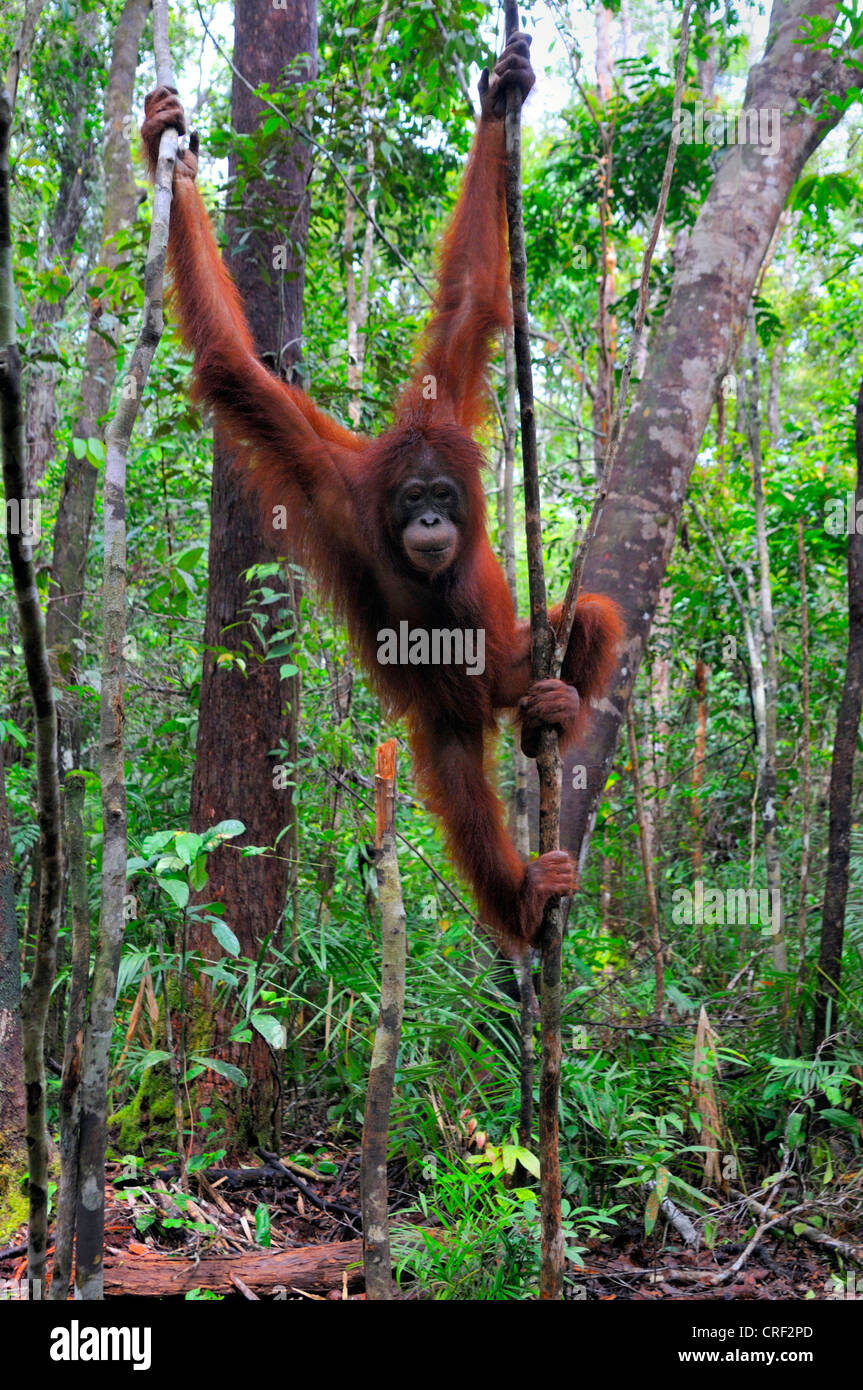 Bornean orangutan (Pongo pygmaeus pygmaeus), baby, Indonesia, Borneo, Tanjung messa Parco Nazionale Foto Stock