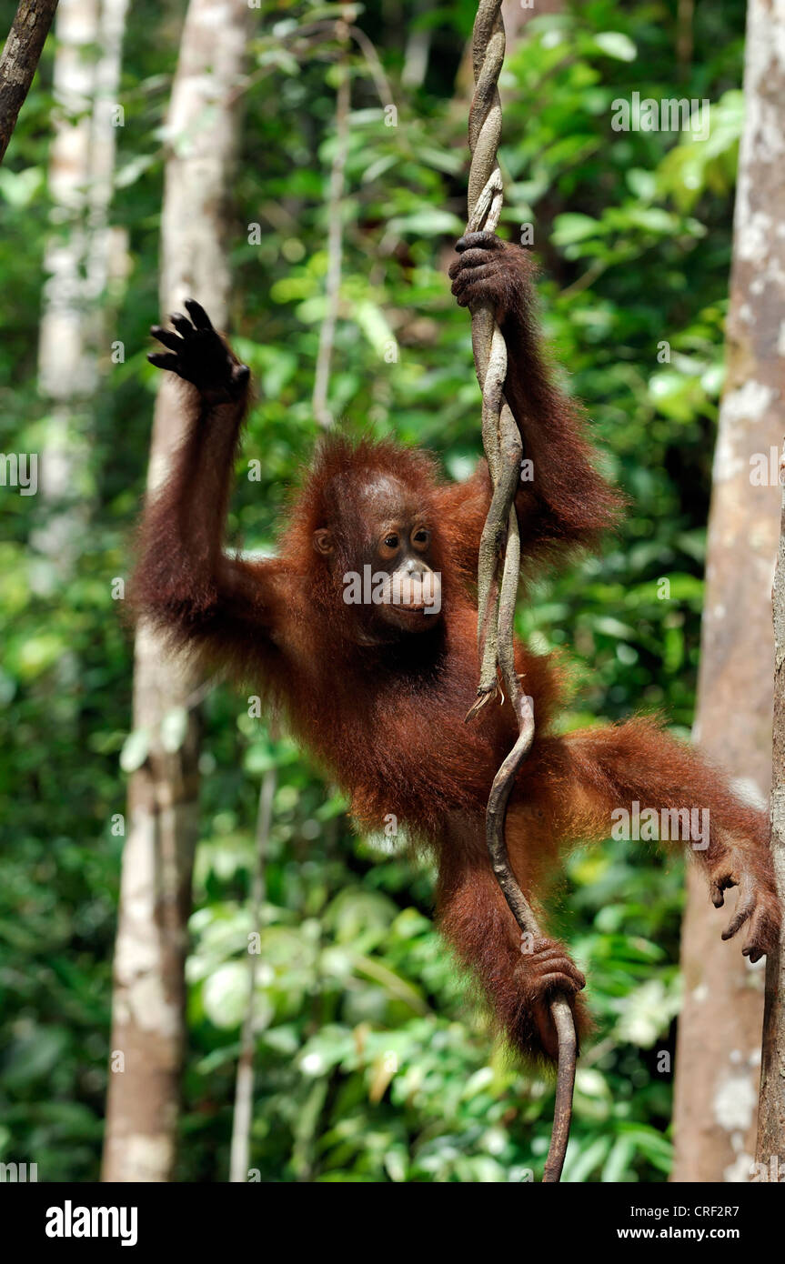 Bornean orangutan (Pongo pygmaeus pygmaeus), baby, Indonesia, Borneo, Tanjung messa Parco Nazionale Foto Stock