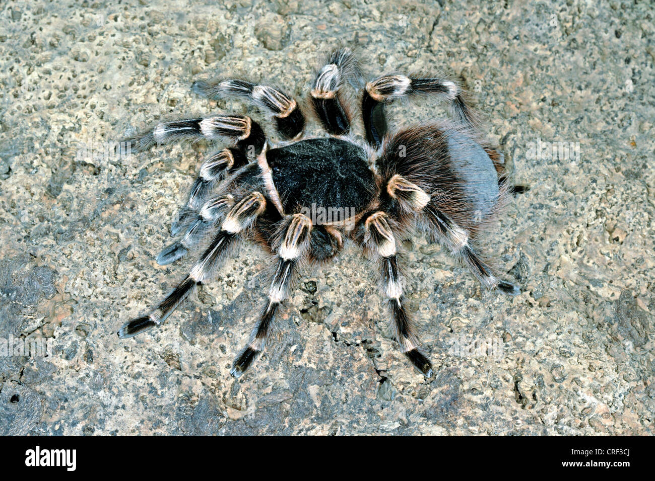 Bianco (smithi Acanthoscurria geniculata), seduta su una roccia Foto Stock