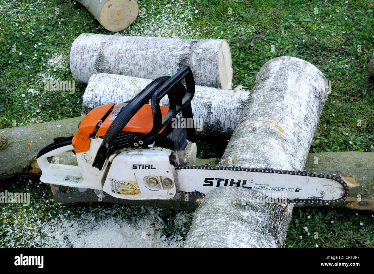 I funghi shiitake (Lentinula edodes), preparazione per fungo allevamento, la sega a nastro in un tronco Foto Stock