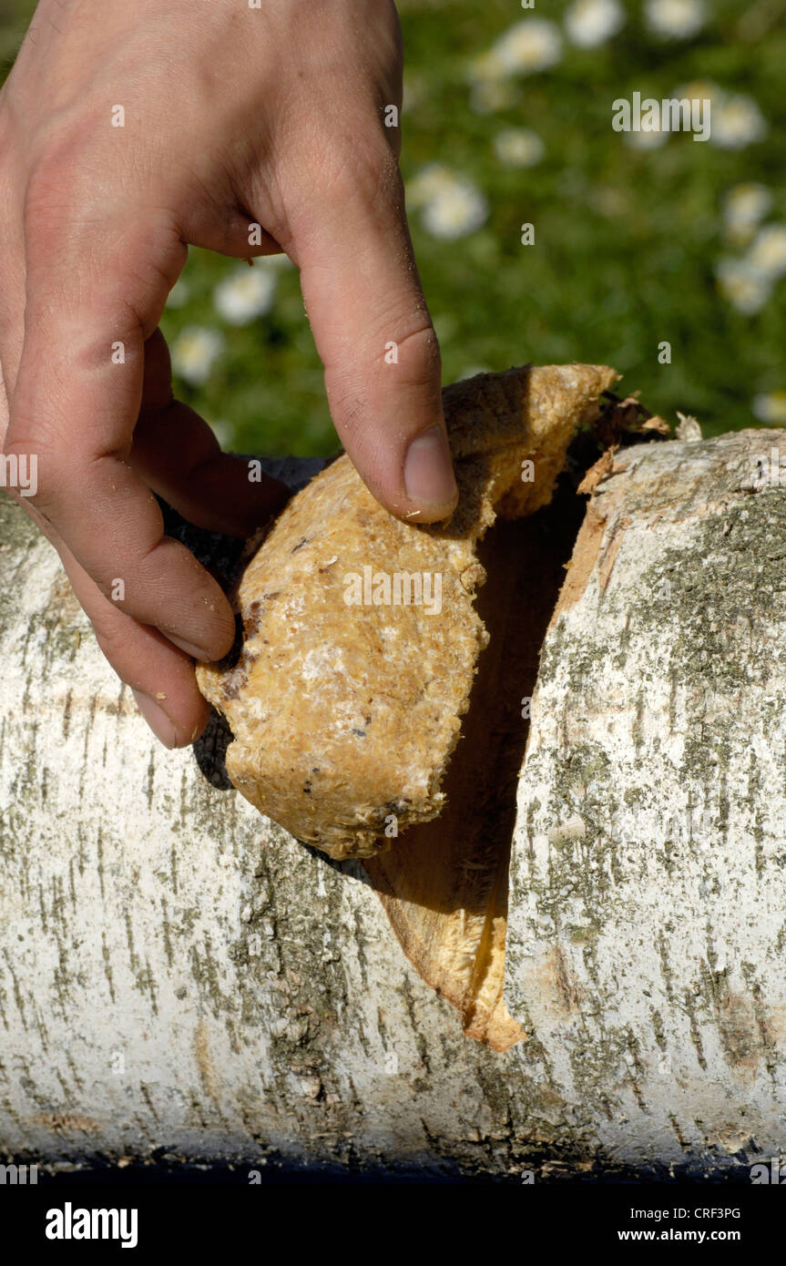 I funghi shiitake (Lentinula edodes), preparazione per fungo allevamento, substrato di funghi shiitake messa in un tronco di betulla Foto Stock