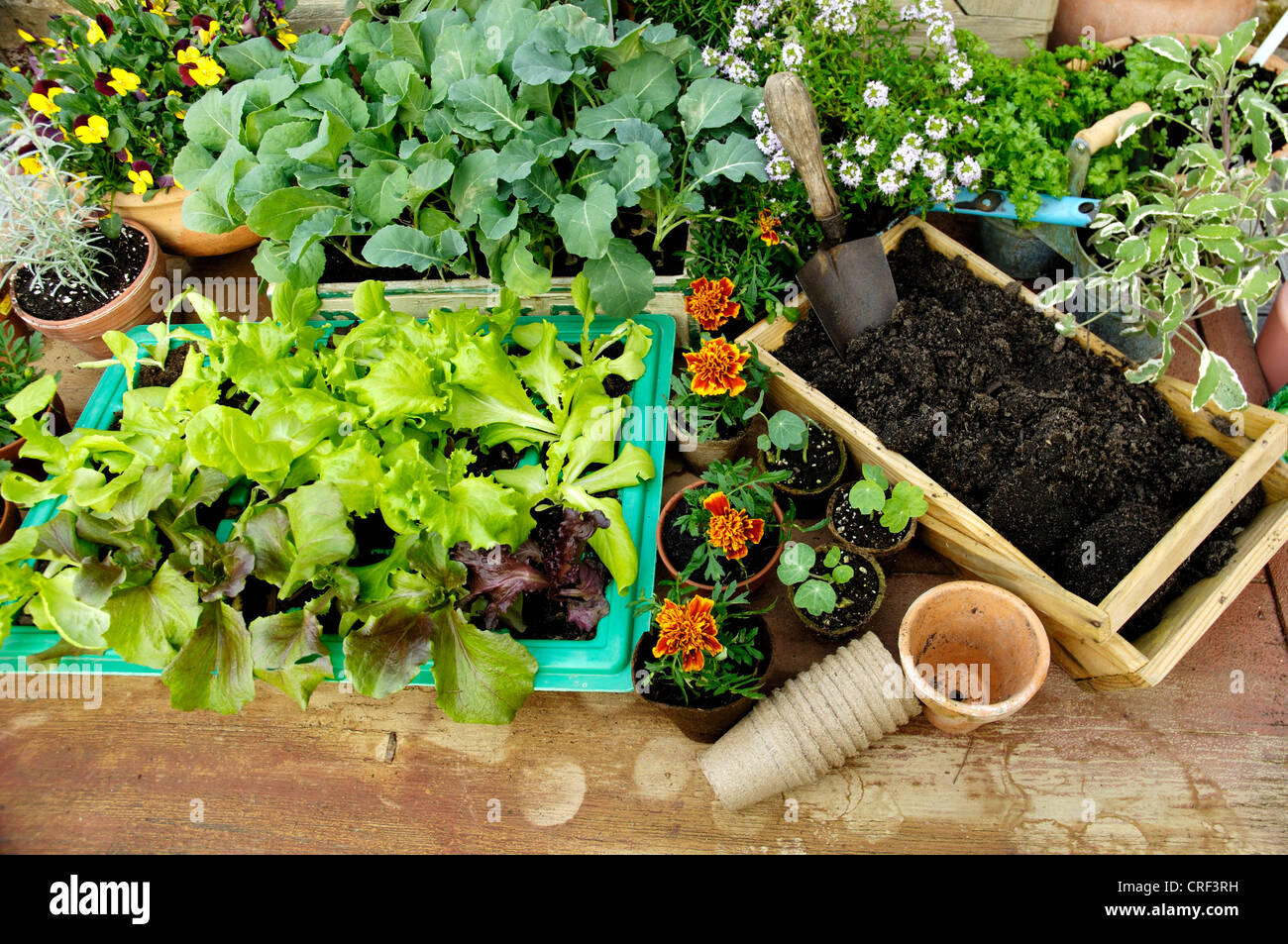 Giovani piante di verdure Foto Stock