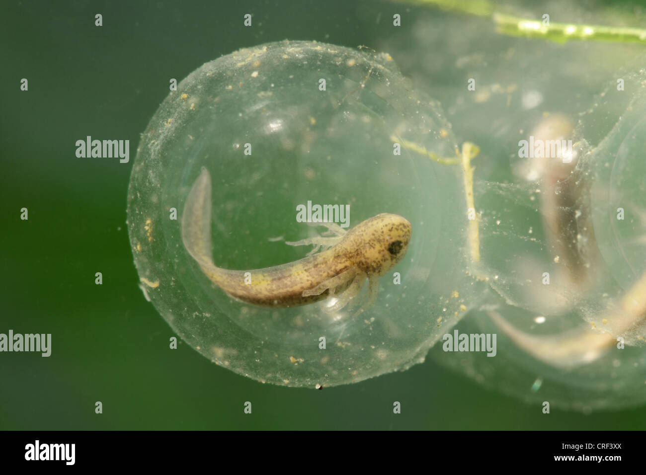 (Axolotl Ambystoma mexicanum), uova con traslucido larva di branchie Foto Stock