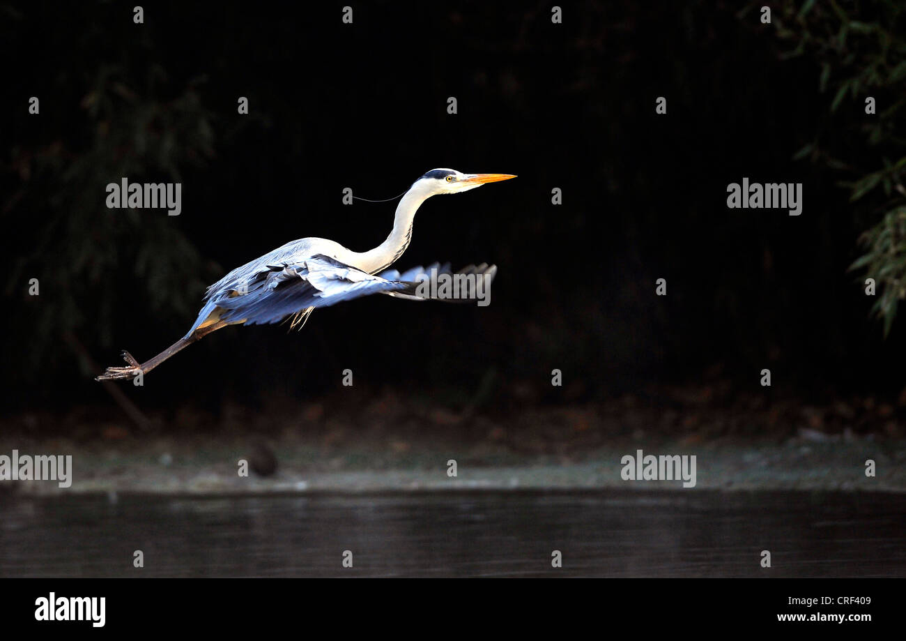 Airone cinerino (Ardea cinerea), flying Foto Stock