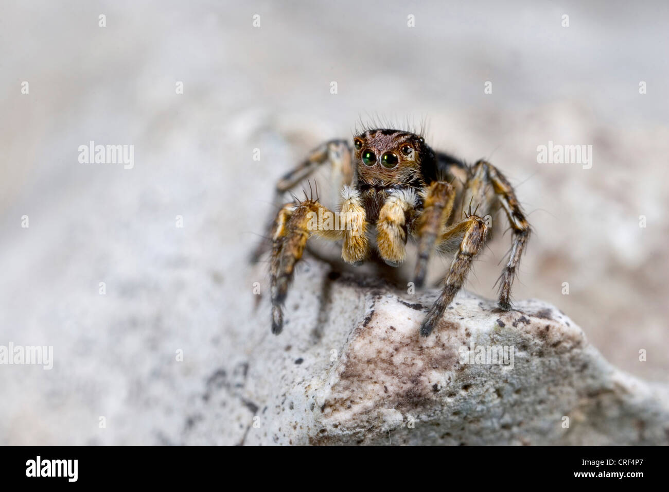 Jumping spider (Aelurillus v-insignitus, Phlegra v-insignita), seduto su di una pietra, maschio Foto Stock