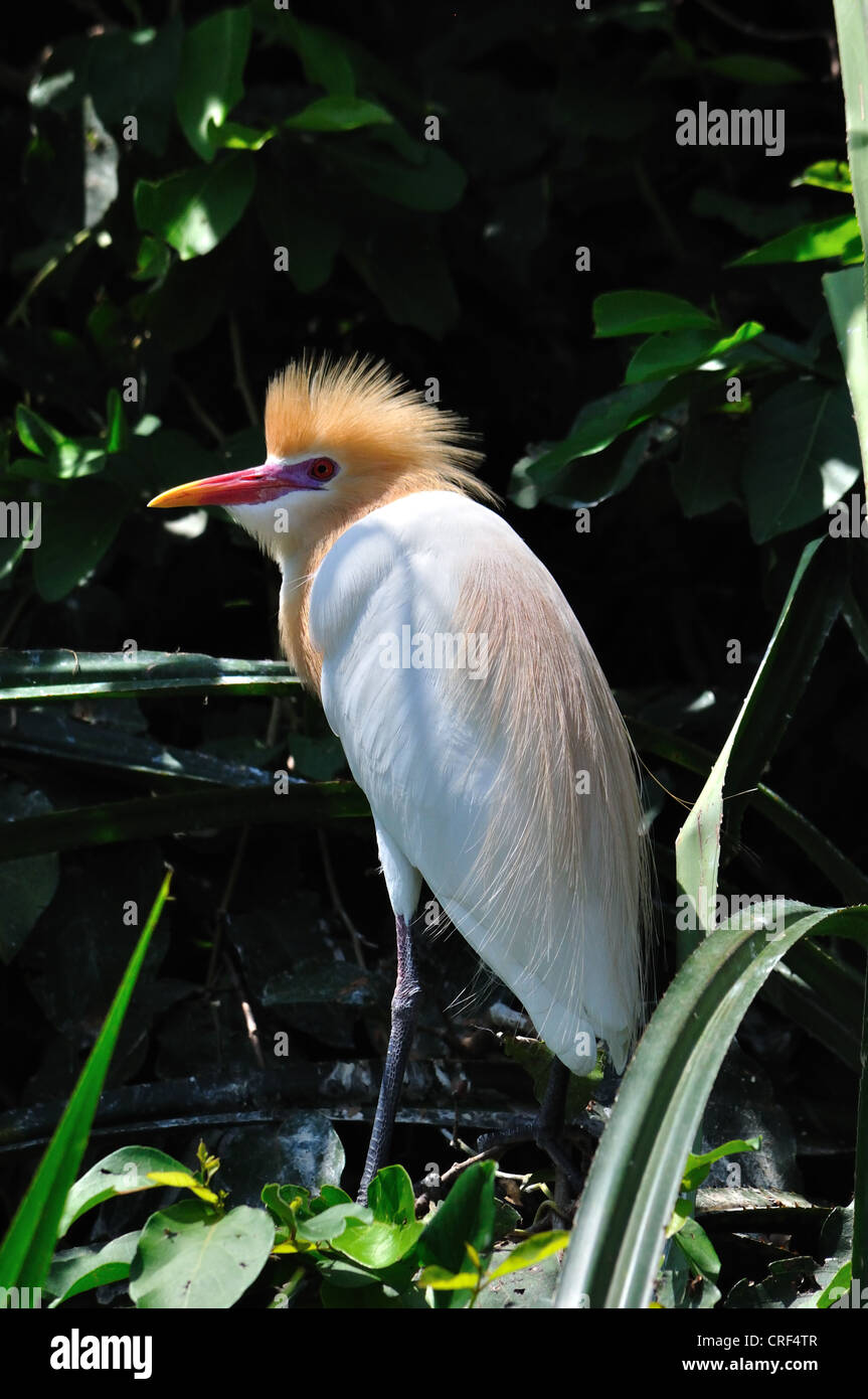 Airone guardabuoi ( Bubulcus ibis ) Foto Stock