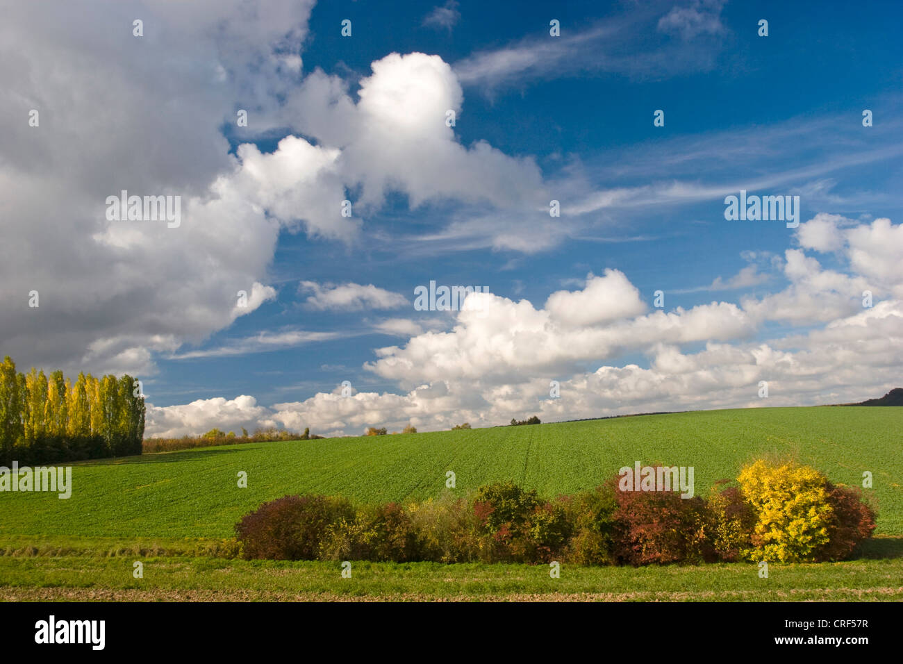 Hedge con colori autunnali presso il bordo di un campo, GERMANIA Baden-Wuerttemberg, Zabergaeu Foto Stock