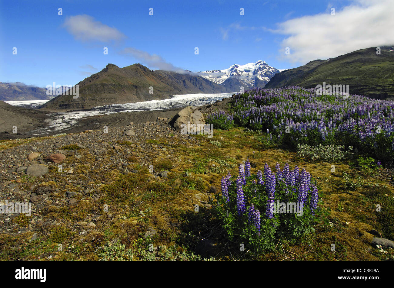 Nootka, lupino lupino Alaska (Lupinus nootkatensis), lupini crescere in profusione sulla morena terminale del ghiacciaio Svinafell sotto il Hafrafell Svinafell e montagne, Islanda Foto Stock