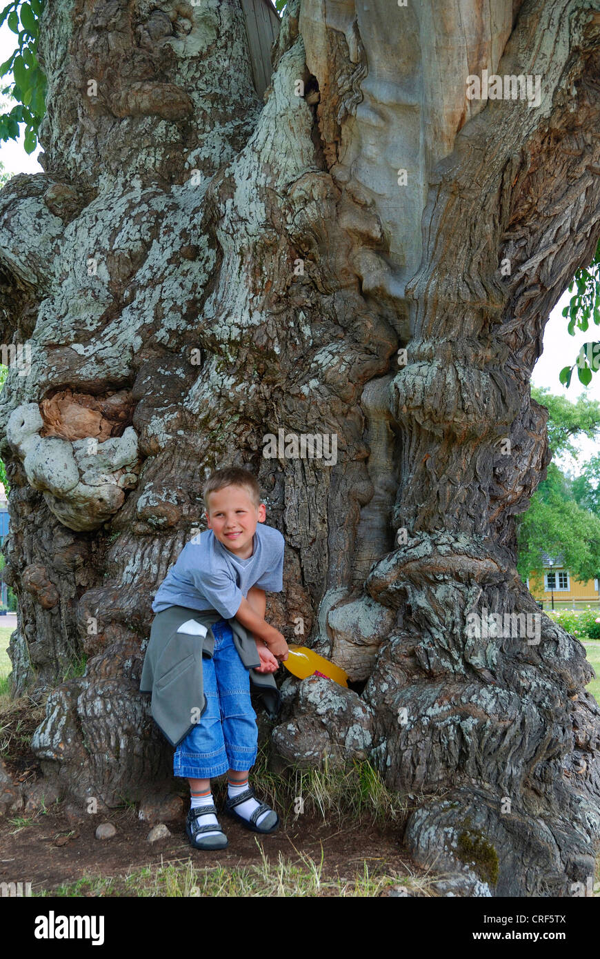Olmo (Ulmus spec.), esempio di Pippi Longstockings limonata tree, bambino di portare una bottiglia di limonata fuori del tronco di albero, Svezia, Smaland, Nae, Vimmerby Foto Stock