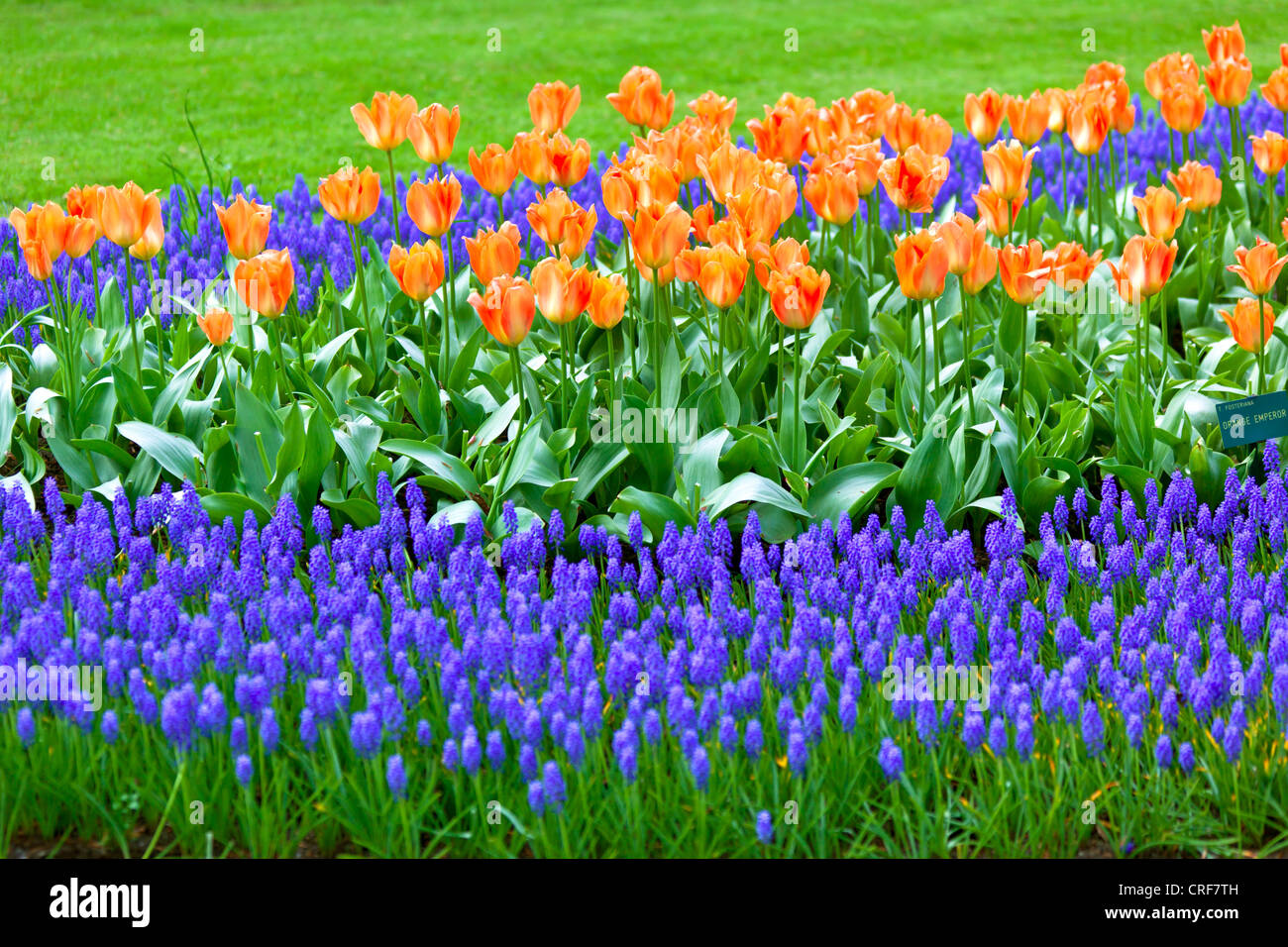 Luminose aiuola di fiori in Keukenhof - famoso Holland fiore di primavera park Foto Stock