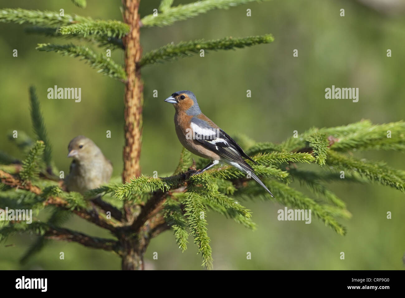 Fringuello Fringilla coelebs maschio e femmina in primavera Foto Stock